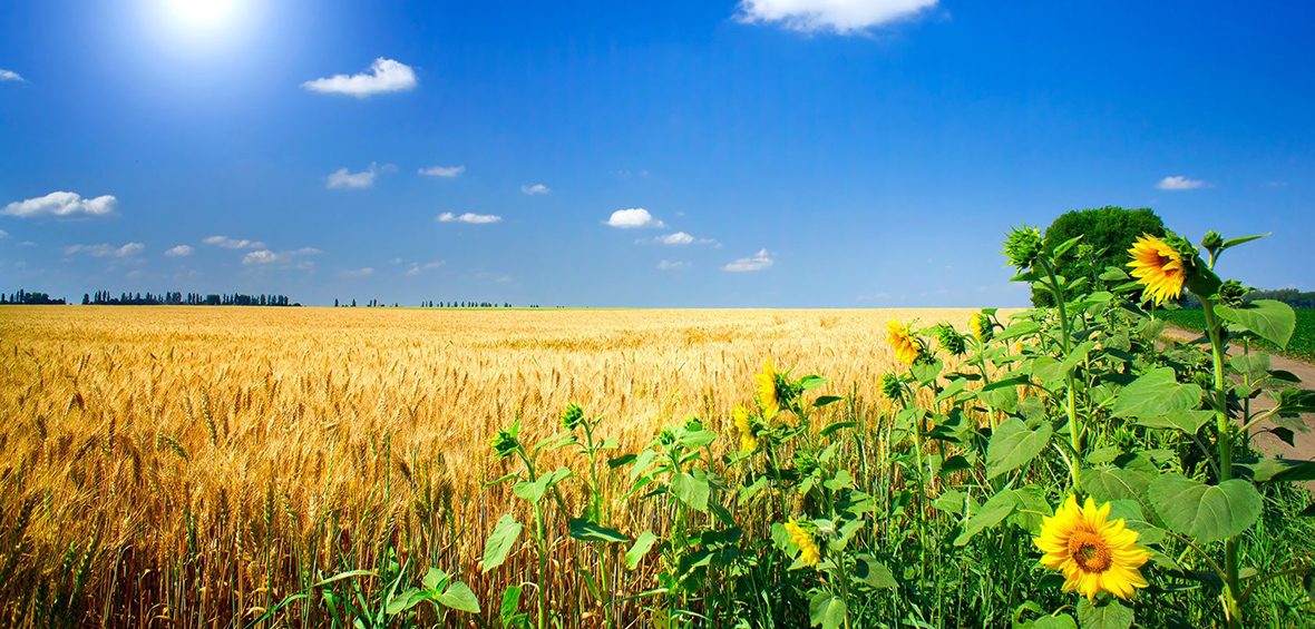 Landwirtschaft